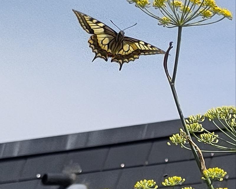 Machaon lors des visites de juin 2026